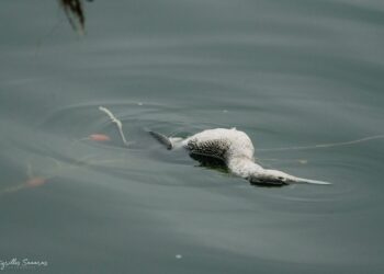 Λίμνη Καστοριάς: Σπάνιο θαλασσοπούλι βρέθηκε νεκρό μετά από παγίδευση του σε αλιευτικά εργαλεία