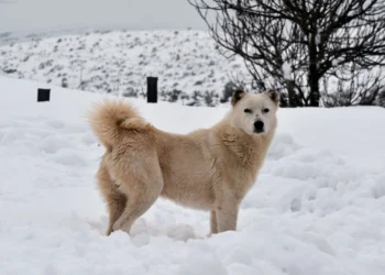 Κολυδάς: Ποιες περιοχές θα «ντυθούν» στα λευκά το Σαββατοκύριακο, γιατί δεν έρχονται πολλά χιόνια