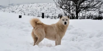 Κολυδάς: Ποιες περιοχές θα «ντυθούν» στα λευκά το Σαββατοκύριακο, γιατί δεν έρχονται πολλά χιόνια