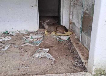 Ζαρκάδι θύμα λαθροθηρίας – Βρέθηκε από κυνηγό στη Δεσκάτη Γρεβενών