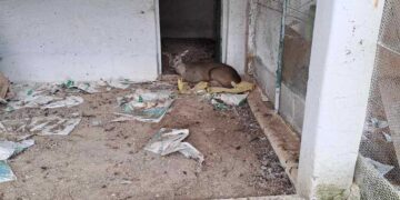 Ζαρκάδι θύμα λαθροθηρίας – Βρέθηκε από κυνηγό στη Δεσκάτη Γρεβενών