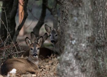 Τέσσερα νεαρά ζαρκάδια που βρέθηκαν ορφανά φιλοξενεί ο ΑΡΚΤΟΥΡΟΣ
