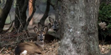 Τέσσερα νεαρά ζαρκάδια που βρέθηκαν ορφανά φιλοξενεί ο ΑΡΚΤΟΥΡΟΣ