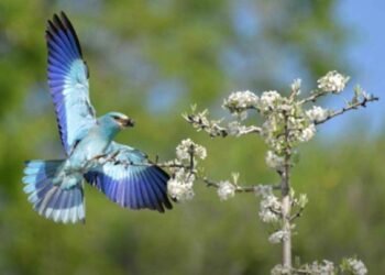 Γ. Κωστικίδης: Πλούσια η άγρια ζωή της περιοχής μας, αρκεί να την προστατεύσουμε