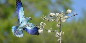 Γ. Κωστικίδης: Πλούσια η άγρια ζωή της περιοχής μας, αρκεί να την προστατεύσουμε