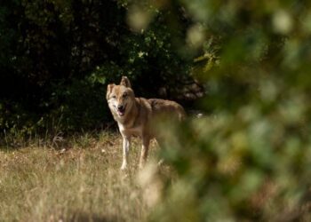 Επιστολή 20 Περιβαλλοντικών Οργανώσεων προς τον Υπουργό Περιβάλλοντος για το καθεστώς προστασίας του λύκου στην Ευρώπη