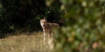 Επιστολή 20 Περιβαλλοντικών Οργανώσεων προς τον Υπουργό Περιβάλλοντος για το καθεστώς προστασίας του λύκου στην Ευρώπη