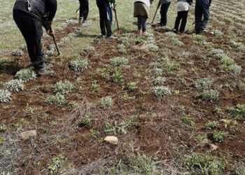 Ζητούνται εργάτες γης από το Greek Organic Mountain Tea= Τσάι Του Βουνού “Grandpa JOS” –