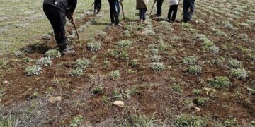 Ζητούνται εργάτες γης από το Greek Organic Mountain Tea= Τσάι Του Βουνού “Grandpa JOS” –