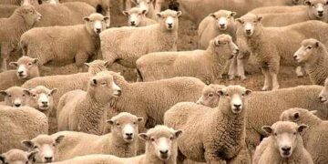 Επαναλαμβάνεται η δημοπρασία για την εκποίηση των 140 αμνών του Πρότυπου Κέντρου Κτηνοτροφίας και Εκπαίδευσης της Βλάστης