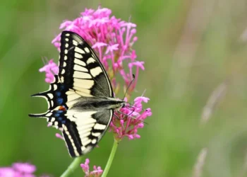Εαρινή ισημερία: Σήμερα η πρώτη μέρα της Άνοιξης