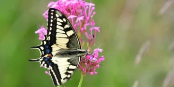 Εαρινή ισημερία: Σήμερα η πρώτη μέρα της Άνοιξης