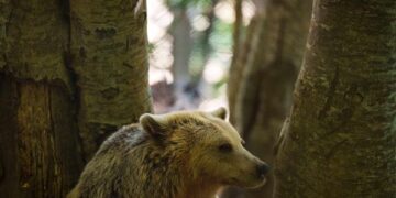 Ξυπνούν οι αρκούδες στο Νυμφαίο από τον χειμέριο λήθαργο