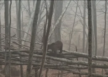 Αρκτούρος: Ξύπνησαν οι μικρές αρκούδες στο Νυμφαίο (video)