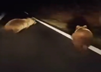 Ξύπνησαν και …κόβουν βόλτες οι αρκούδες στη Φλώρινα