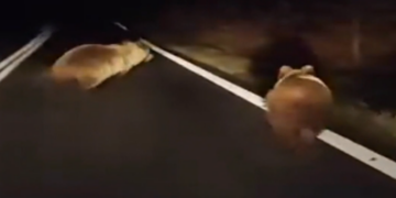 Ξύπνησαν και …κόβουν βόλτες οι αρκούδες στη Φλώρινα