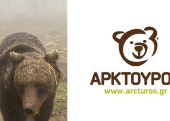 “Πως με βρίσκει η Τρίτη πρωί μετά από τριήμερο” – Η επική ατάκα του ΑΡΚΤΟΥΡΟΥ για τον Μπρούνο που ξύπνησε από τον λήθαργο