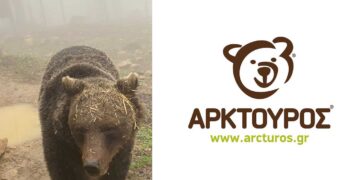“Πως με βρίσκει η Τρίτη πρωί μετά από τριήμερο” – Η επική ατάκα του ΑΡΚΤΟΥΡΟΥ για τον Μπρούνο που ξύπνησε από τον λήθαργο