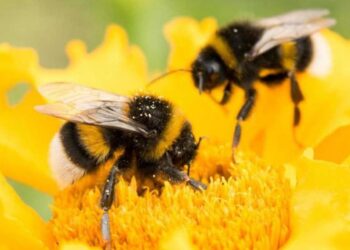 Έκκληση για προστασία των μελισσών από ψεκασμούς, προς τους μελισσοκόμους, γεωπόνους και αγρότες από τον Μελισσοκομικό Σύλλογο ΠΕ Κοζάνης