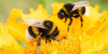 Έκκληση για προστασία των μελισσών από ψεκασμούς, προς τους μελισσοκόμους, γεωπόνους και αγρότες από τον Μελισσοκομικό Σύλλογο ΠΕ Κοζάνης