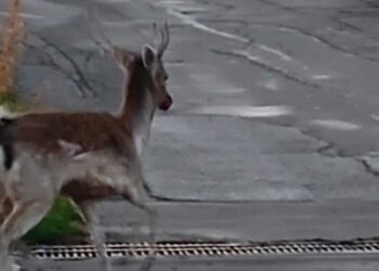 Ελαφάκι κάνει τις βόλτες του στον Άγιο Παντελεήμονα, Αμυνταίου!