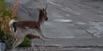 Ελαφάκι κάνει τις βόλτες του στον Άγιο Παντελεήμονα, Αμυνταίου!