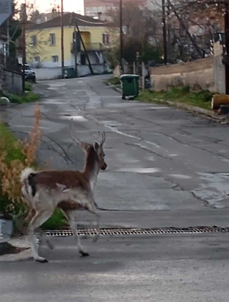 Ελαφάκι κάνει τις βόλτες του στον Άγιο Παντελεήμονα, Αμυνταίου!