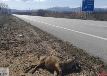 Νεκρός θηλυκός λύκος στον κάθετο άξονα Πτολεμαΐδας-Φλώρινας