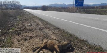 Νεκρός θηλυκός λύκος στον κάθετο άξονα Πτολεμαΐδας-Φλώρινας