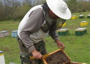 Πού και πώς θα βάλετε μελίσσια στο ΛΚΔΜ της ΔΕΗ: Αναλυτικές οδηγίες και αίτηση