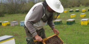 Πού και πώς θα βάλετε μελίσσια στο ΛΚΔΜ της ΔΕΗ: Αναλυτικές οδηγίες και αίτηση