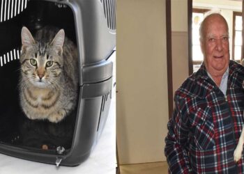 Σε εξέλιξη οι δωρεάν στειρώσεις αδέσποτων ζώων συντροφιάς από τον Δήμο Κοζάνης