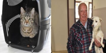 Σε εξέλιξη οι δωρεάν στειρώσεις αδέσποτων ζώων συντροφιάς από τον Δήμο Κοζάνης