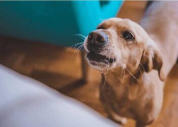 Θεσσαλονίκη: Συνελήφθη άνδρας που είχε στην ταράτσα σκύλο χωρίς φαγητό