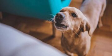 Θεσσαλονίκη: Συνελήφθη άνδρας που είχε στην ταράτσα σκύλο χωρίς φαγητό