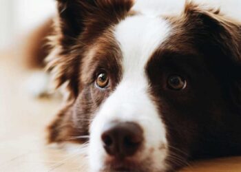 Viral: Χαριτωμένη σκυλίτσα πέφτει θύμα μπούλινγκ από τις κότες – Κρύβεται στον μπαμπά της (video)