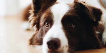 Viral: Χαριτωμένη σκυλίτσα πέφτει θύμα μπούλινγκ από τις κότες – Κρύβεται στον μπαμπά της (video)