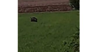 Αγριογούρουνο πριν από λίγο έξω από το Ανατολικό (video)