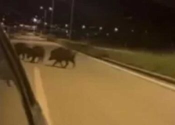 Κοζάνη: Κοπάδι από αγριογούρουνα κάνει βόλτα στο δρόμο προς Πτολεμαΐδα, έξω από την “Τεχνομπετόν” – Βίντεο