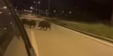 Κοζάνη: Κοπάδι από αγριογούρουνα κάνει βόλτα στο δρόμο προς Πτολεμαΐδα, έξω από την “Τεχνομπετόν” – Βίντεο