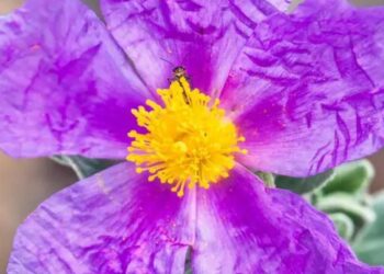 Αλάδανος, κίστος ή “Μύρο της Βίβλου” - 20 φορές πιο ισχυρό από το χυμό λεμονιού και 4 φορές πιο προστατευτικό για την καρδιά από το κόκκινο κρασί