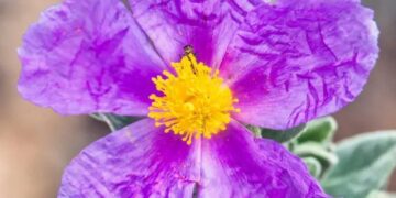 Αλάδανος, κίστος ή “Μύρο της Βίβλου” - 20 φορές πιο ισχυρό από το χυμό λεμονιού και 4 φορές πιο προστατευτικό για την καρδιά από το κόκκινο κρασί