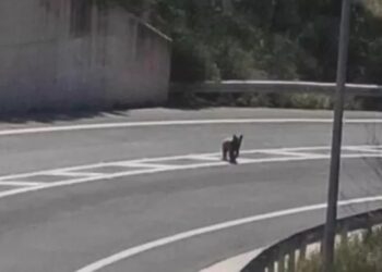 Μέτσοβο: Αρκούδα απολαμβάνει τις βόλτες της πάνω σε αυτοκινητόδρομο (video)