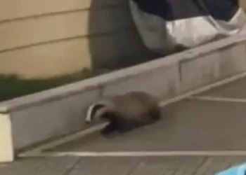 Ασβός κάνει βόλτα στο κέντρο της Κοζάνης (ΒΙΝΤΕΟ)