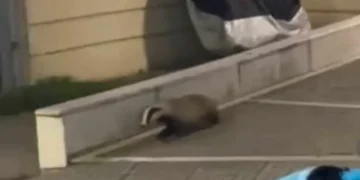 Ασβός κάνει βόλτα στο κέντρο της Κοζάνης (ΒΙΝΤΕΟ)