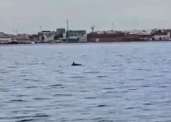 Θεσσαλονίκη: Δελφίνια εμφανίστηκαν στον Θερμαϊκό (βίντεο)