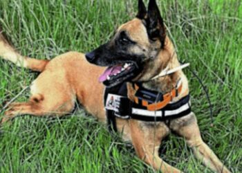 Δηλητηριάζουν μαζικά τα ζώα στον Έβρο - Βρέθηκαν δεκάδες δηλητηριασμένα κοντά στο Εθνικό Πάρκο Δάσους Δαδιάς