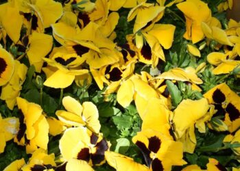 Δήμος Κοζάνης: «Στα ανοιξιάτικα» η κεντρική πλατεία Νίκης (Βίντεο+Φωτογραφίες)