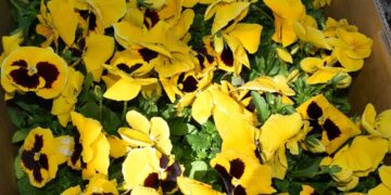 Δήμος Κοζάνης: «Στα ανοιξιάτικα» η κεντρική πλατεία Νίκης (Βίντεο+Φωτογραφίες)