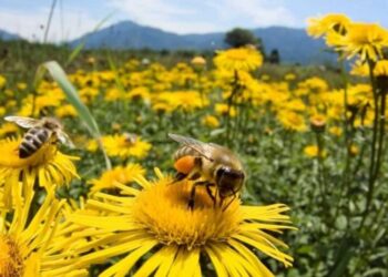 Επιδοτούμενες δράσεις του τομέα της μελισσοκομίας για το έτος 2024